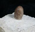 Fossil Snake Egg - Bouxwiller, France #5800-1